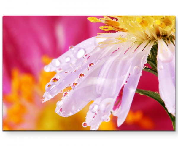 Weiße Blütenblätter mit Regentropfen + pinker Hintergrund - Leinwandbild