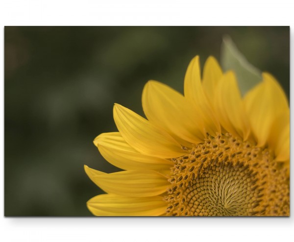 Ausschnitt einer Sonnenblume  Fotografie - Leinwandbild