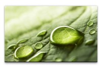 Bilder XXL Tropfen auf Blatt Wandbild auf Leinwand