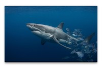 Bilder XXL Schwimmender Hai Wandbild auf Leinwand