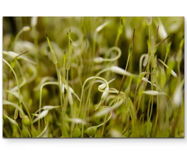 Macrofotografie von nassem Moos - Leinwandbild