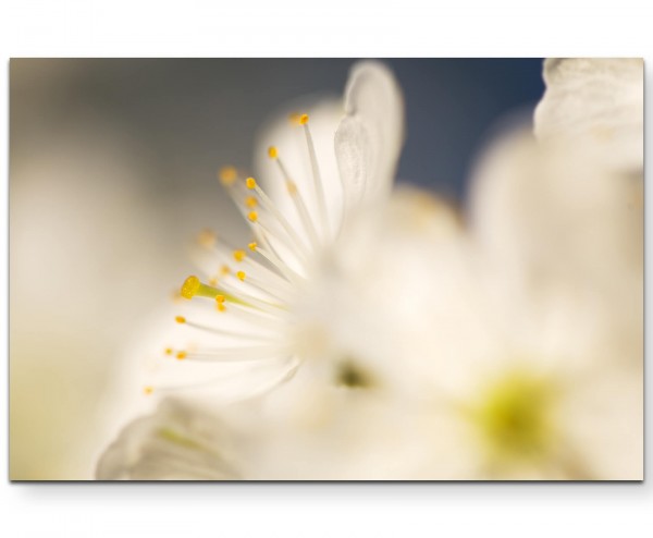 Kirschblüte Fotografie soft - Leinwandbild