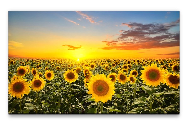 Bilder XXL Sonnenblumen Wandbild auf Leinwand