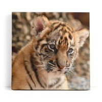 Kleiner Tiger Babytiger Tierfotografie Katze Katzenbaby