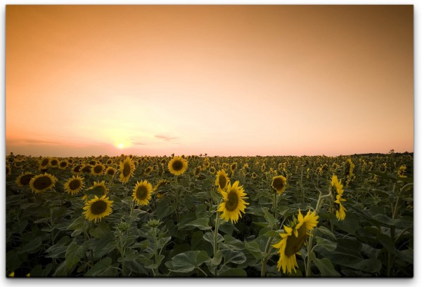 Dämmerung über Sonnenblumenfeld Wandbild in verschiedenen Größen