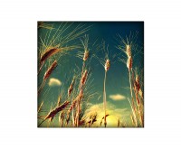 80x80cm Weizen Himmel