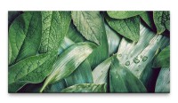 Bilder XXL Grüne Blätter 50x100cm Wandbild auf Leinwand