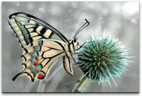 Schmetterlinge Wandbild in verschiedenen Größen