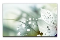 Bilder XXL Blütenblatt weiss Wandbild auf Leinwand