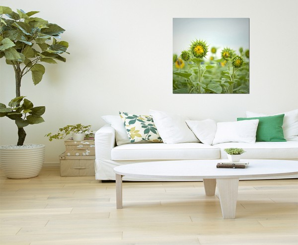 80x80cm Sonnenblume Feld Knospe Blätter