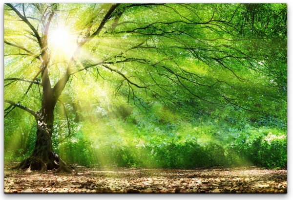 Baum mit Sonnenstrahlen im Winter Wandbild in verschiedenen Größen