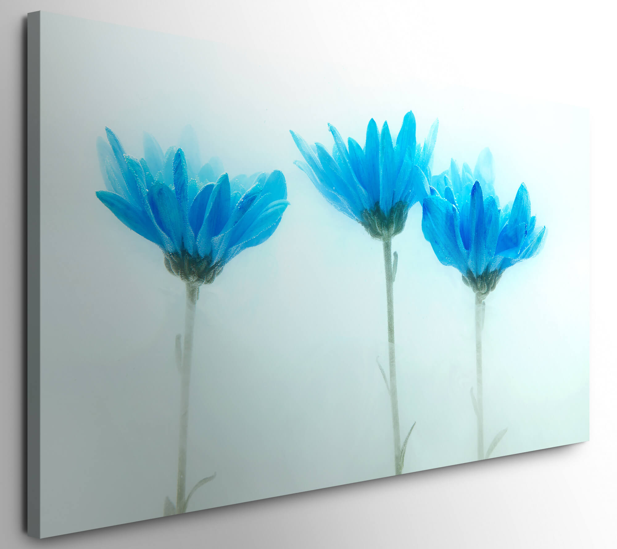 blaue XXL Zarte Direkt Bilder 50x100cm | Blumen Wandbild Leinwand auf Möbel