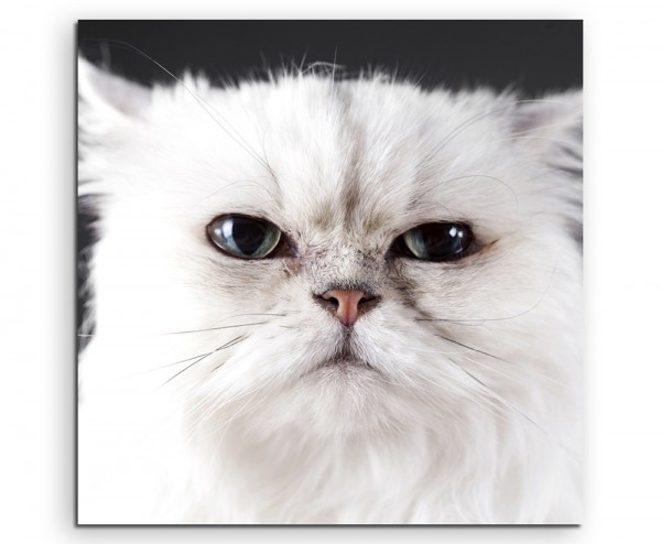 Tierfotografie Weiße Katze im Portrait auf Leinwand exklusives Wandbild moderne Fotografie für ihr