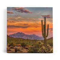 Mexikanische Landschaft Kaktus roter Himmel Sonnenuntergang
