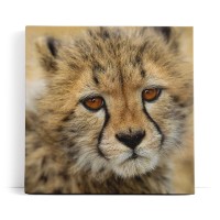 Kleiner Gepard Babygepard Katze Babykatze Tierfotografie