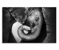 120x80cm Wandbild Elefant Baby Nahaufnahme