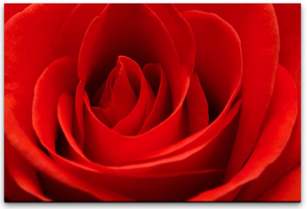 rote Rose Wandbild in verschiedenen Größen