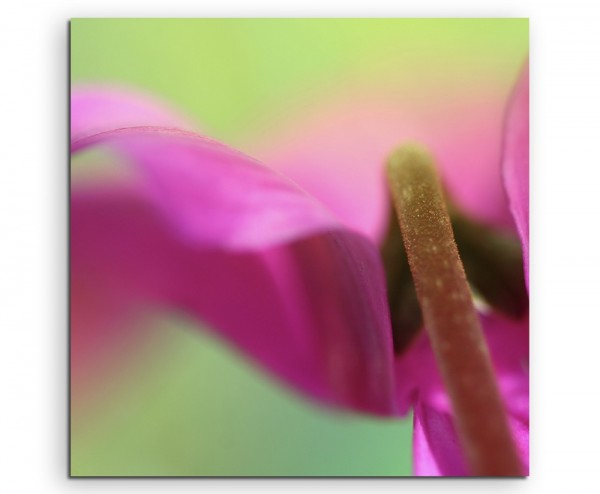 Naturfotografie  Helle pinke Blütenblätter auf Leinwand exklusives Wandbild moderne Fotografie für