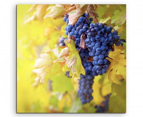 Naturfotografie – Blaue Weintrauben mit gelben Blättern auf Leinwand