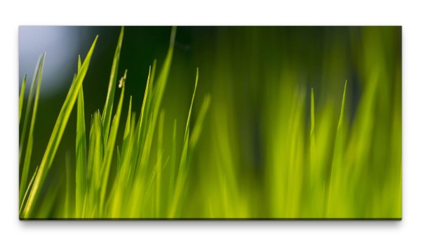 Bilder XXL Saftiges Grass 50x100cm Wandbild auf Leinwand