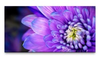 Bilder XXL Lila Blüte 50x100cm Wandbild auf Leinwand