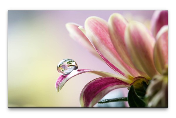 Bilder XXL Wassertropfen auf Chrysantheme Wandbild auf Leinwand