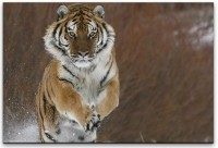 Tiger im Schnee Wandbild in verschiedenen Größen