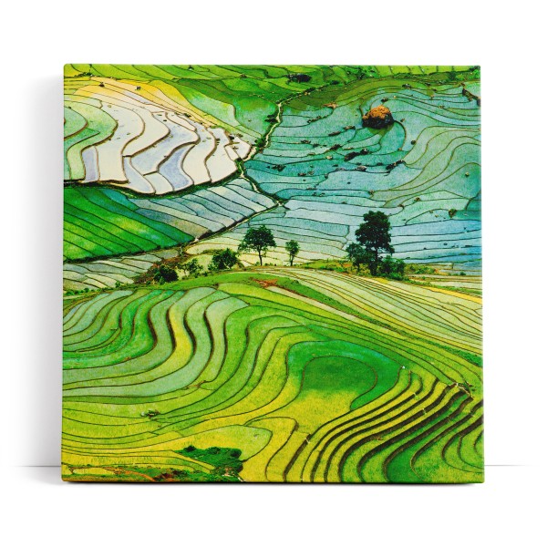 Reisfelder Reisanbau Grün Thailand Asien Landschaftsbild