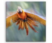 Künstlerische Fotografie – Papagei im Flug auf Leinwand