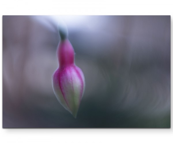 Fuchsia  rosa Blüte - Leinwandbild