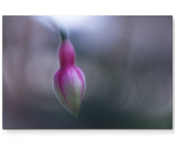 Fuchsia rosa Blüte - Leinwandbild