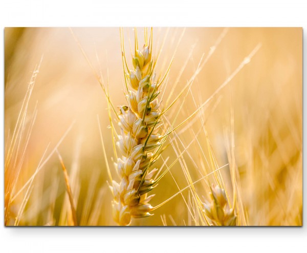 Weizen bei Sonnenschein  Nahaufnahme - Leinwandbild