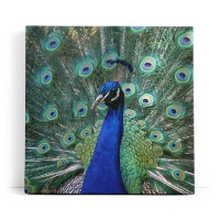 Pfau Pfaufeder Federkleid Tierfotografie Farbenfroh Feder