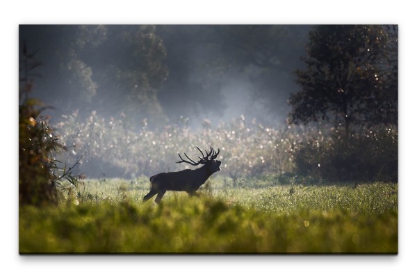 Bilder XXL Hirsch auf Waldwiese Wandbild auf Leinwand