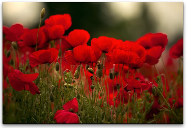 rote Blumen Wandbild in verschiedenen Größen