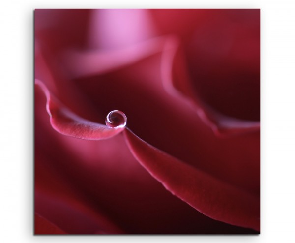 Naturfotografie  Rote Rose auf Leinwand exklusives Wandbild moderne Fotografie für ihre Wand in vie