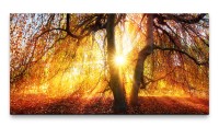 Bilder XXL goldener Herbst 50x100cm Wandbild auf Leinwand