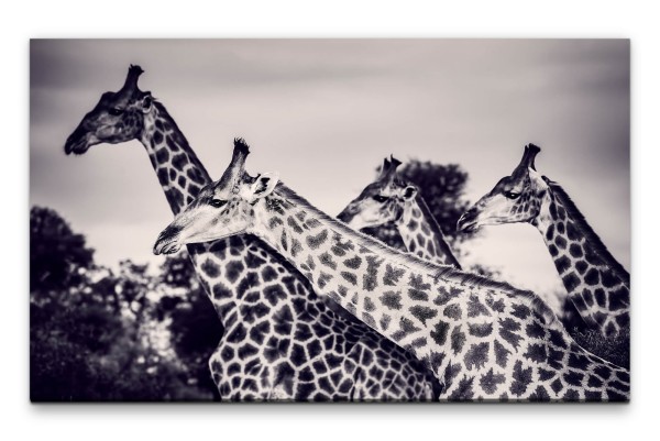 Bilder XXL Giraffen schwarz weiss Wandbild auf Leinwand