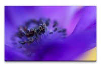 Bilder XXL Makro von Blauer Blume Wandbild auf Leinwand