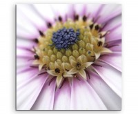 Naturfotografie – Gänseblümchen in Großaufnahme auf Leinwand