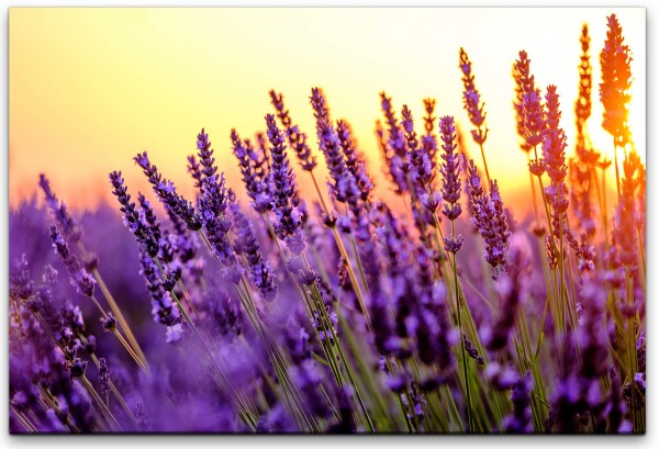 Lavendel Felder Wandbild in verschiedenen Größen