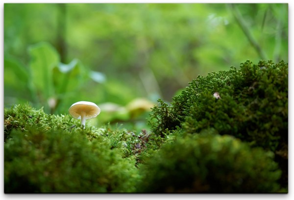 Pilze Wandbild in verschiedenen Größen