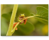 Naturfotografie  Frosch auf Blattstängel - Leinwandbild