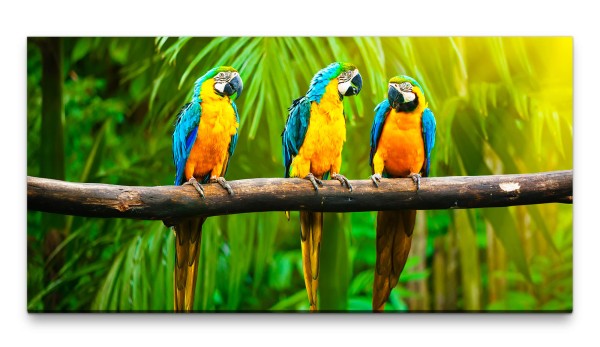 Bilder XXL Drei bunte Papageien 50x100cm Wandbild auf Leinwand