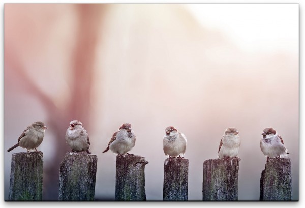 Vögel auf Holzstämmen Wandbild in verschiedenen Größen