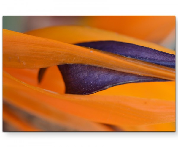 Paradiesvolgelblume Fotografie - Leinwandbild