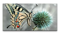Bilder XXL Schmetterling auf Blüte 50x100cm Wandbild auf Leinwand