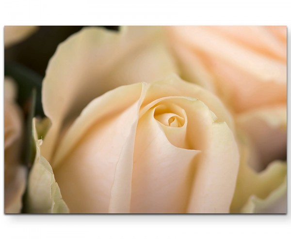 Weiße Rose im Detail - Leinwandbild