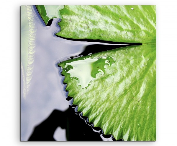 Naturfotografie – Lotusblatt im Wasser auf Leinwand