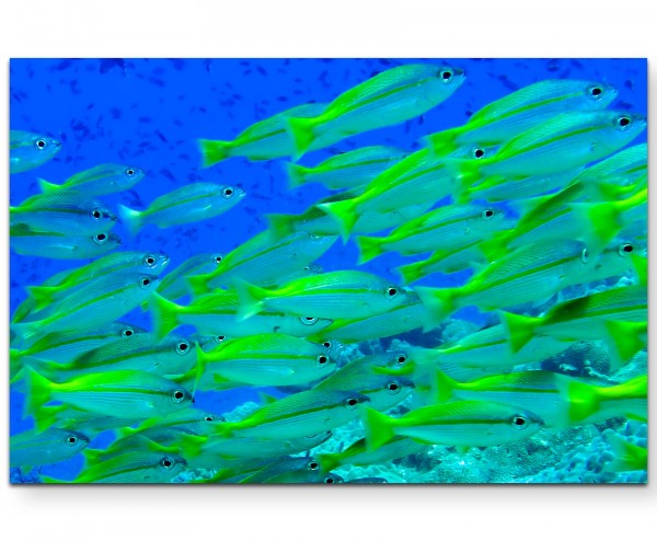 Gelbe Fische Unterwasserfotografie - Leinwandbild